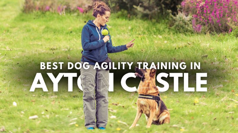 Best Dog Agility Training in Ayton Castle