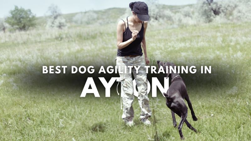 Best Dog Agility Training in Ayton