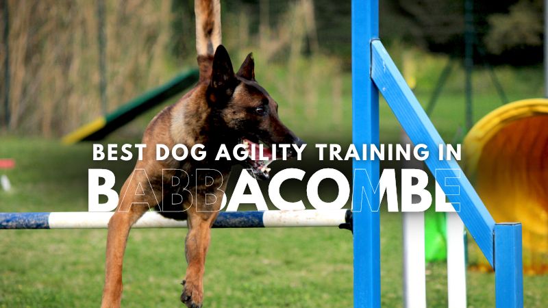 Best Dog Agility Training in Babbacombe