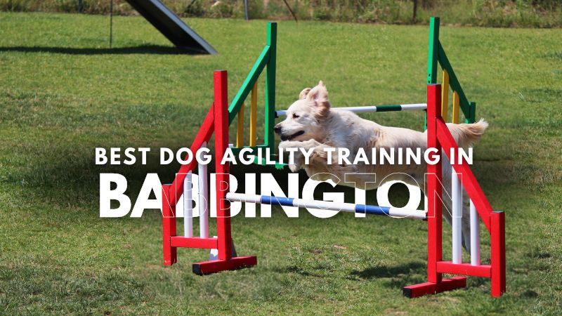 Best Dog Agility Training in Babbington