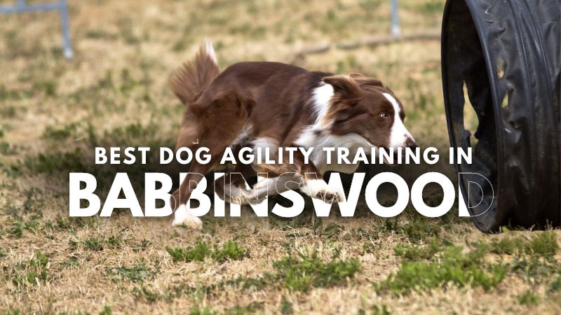 Best Dog Agility Training in Babbinswood