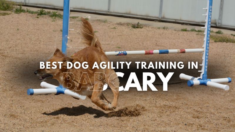Best Dog Agility Training in Babcary