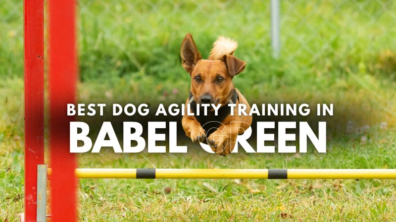 Best Dog Agility Training in Babel Green