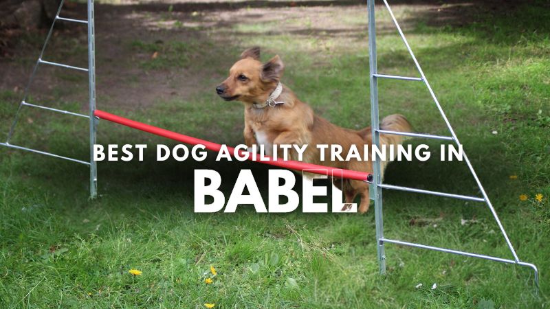 Best Dog Agility Training in Babel