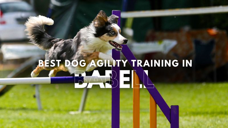 Best Dog Agility Training in Babell