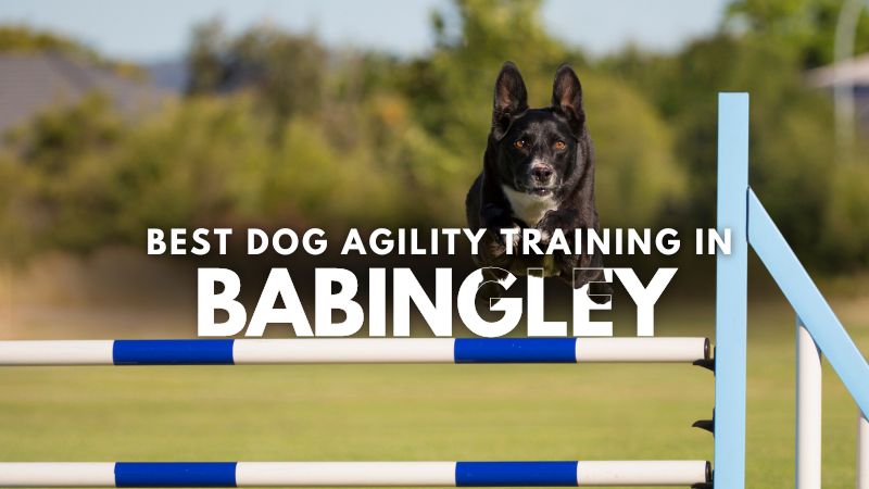 Best Dog Agility Training in Babingley