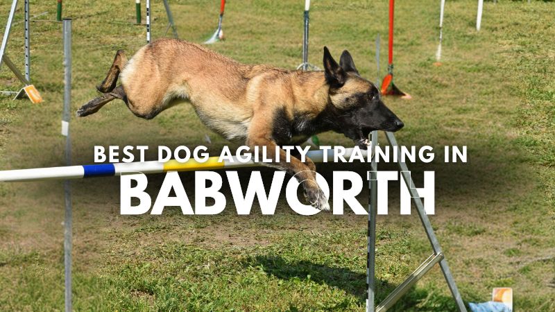 Best Dog Agility Training in Babworth