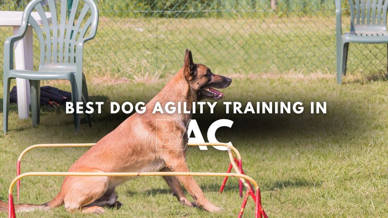 Best Dog Agility Training in Bac