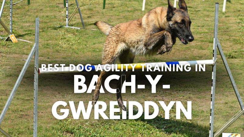 Best Dog Agility Training in Bach-y-gwreiddyn