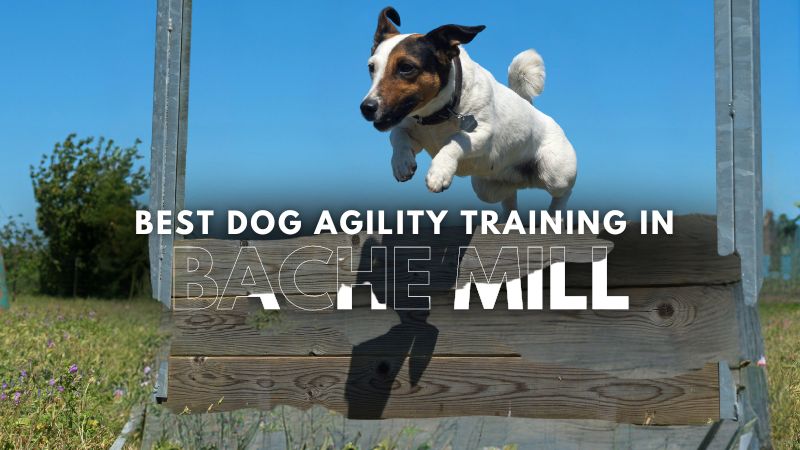 Best Dog Agility Training in Bache Mill