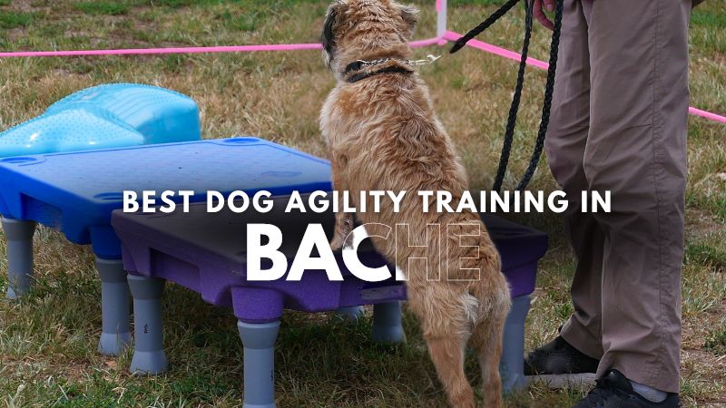 Best Dog Agility Training in Bache