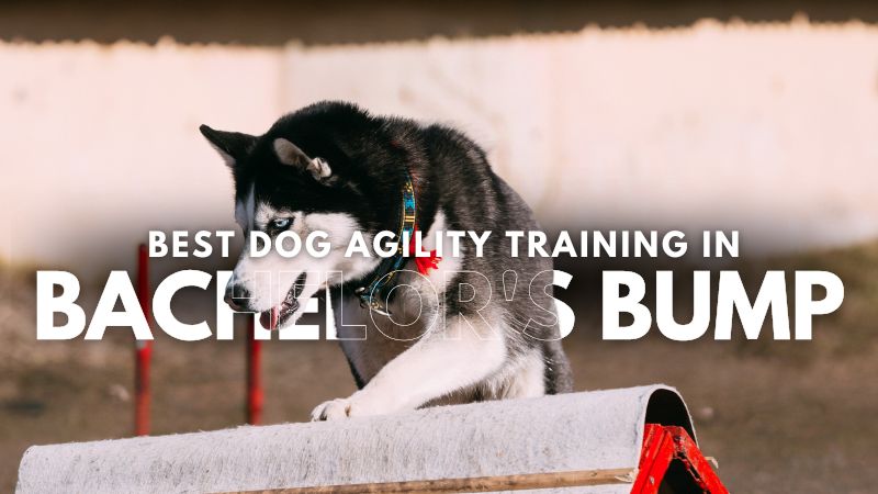 Best Dog Agility Training in Bachelor's Bump