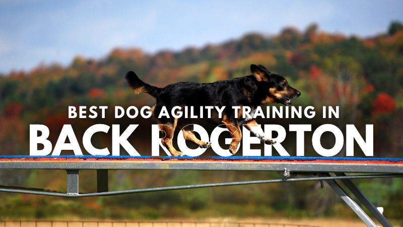 Best Dog Agility Training in Back Rogerton