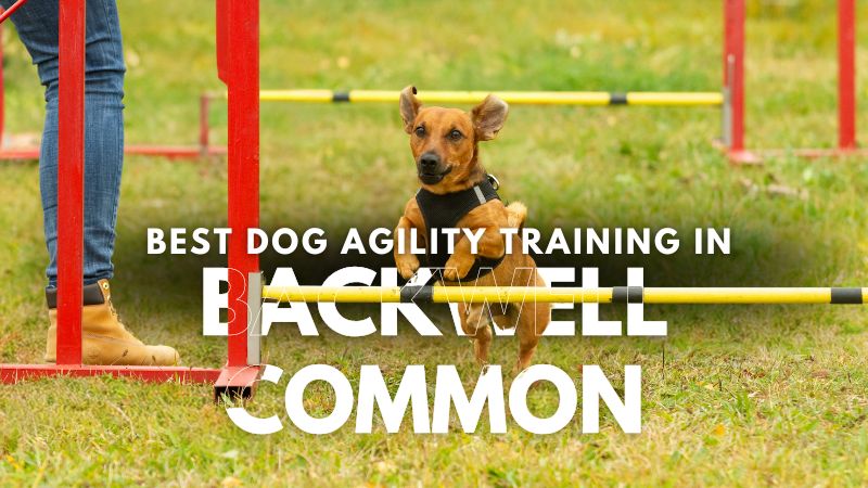 Best Dog Agility Training in Backwell Common
