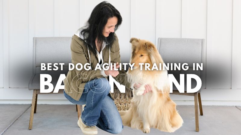 Best Dog Agility Training in Bacon's End