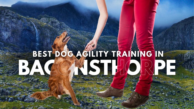 Best Dog Agility Training in Baconsthorpe