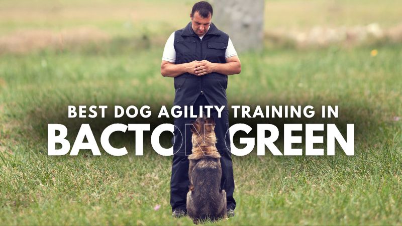 Best Dog Agility Training in Bacton Green