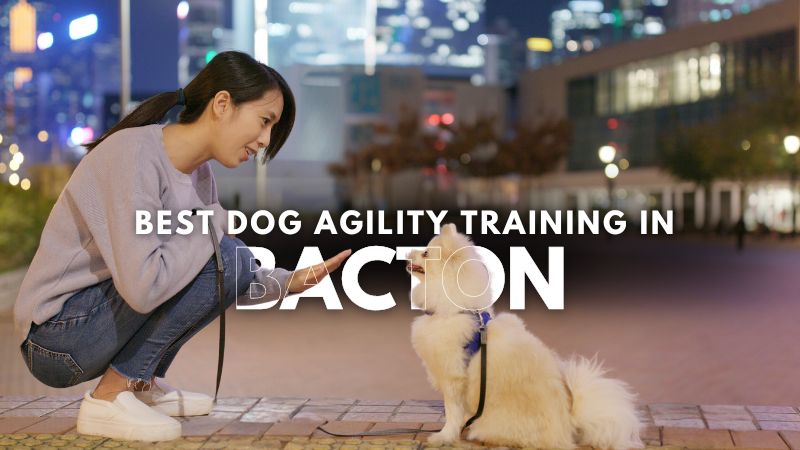 Best Dog Agility Training in Bacton