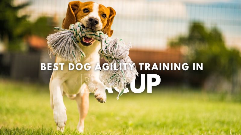 Best Dog Agility Training in Bacup