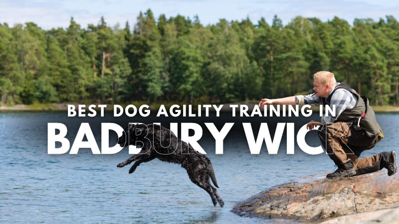 Best Dog Agility Training in Badbury Wick