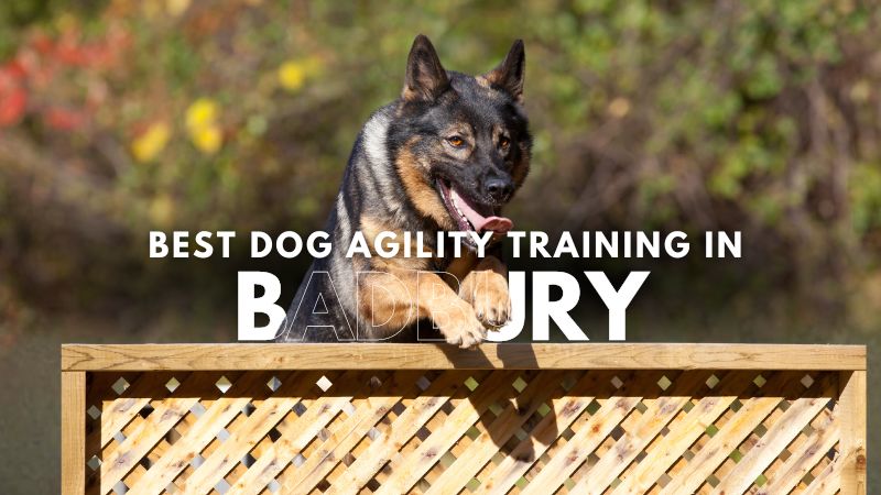 Best Dog Agility Training in Badbury
