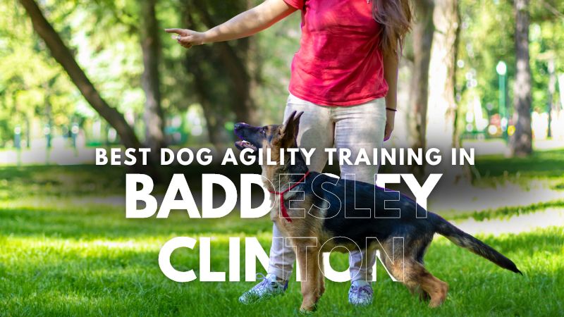 Best Dog Agility Training in Baddesley Clinton