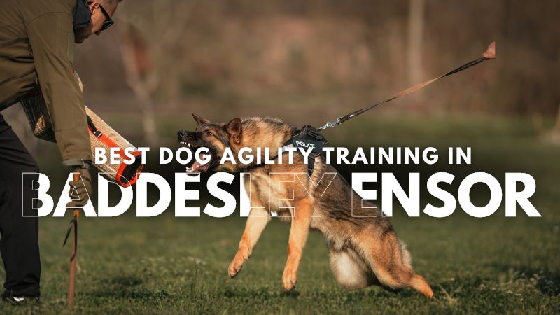 Best Dog Agility Training in Baddesley Ensor