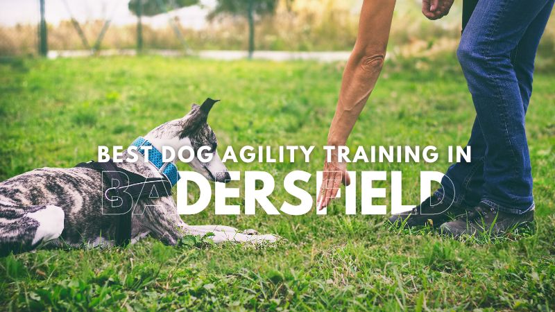 Best Dog Agility Training in Badersfield