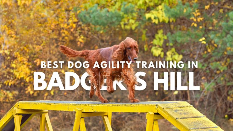 Best Dog Agility Training in Badger's Hill