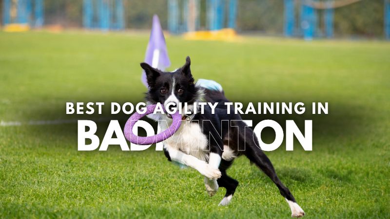 Best Dog Agility Training in Badminton