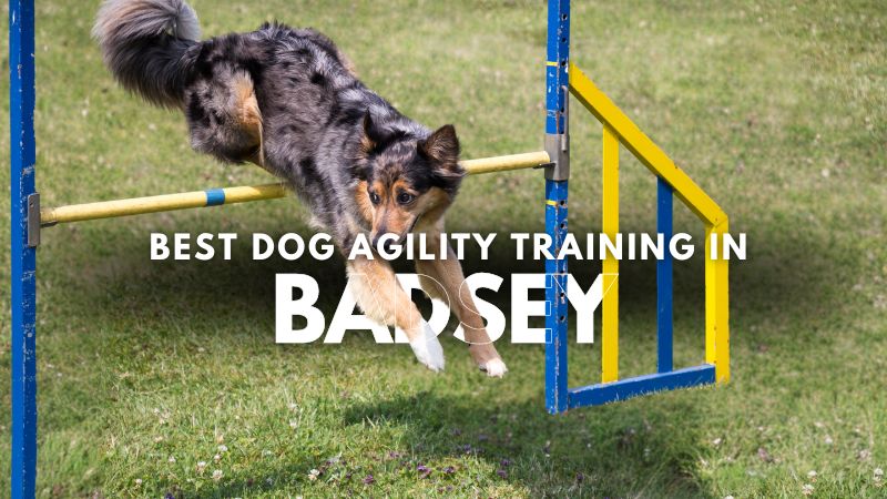 Best Dog Agility Training in Badsey