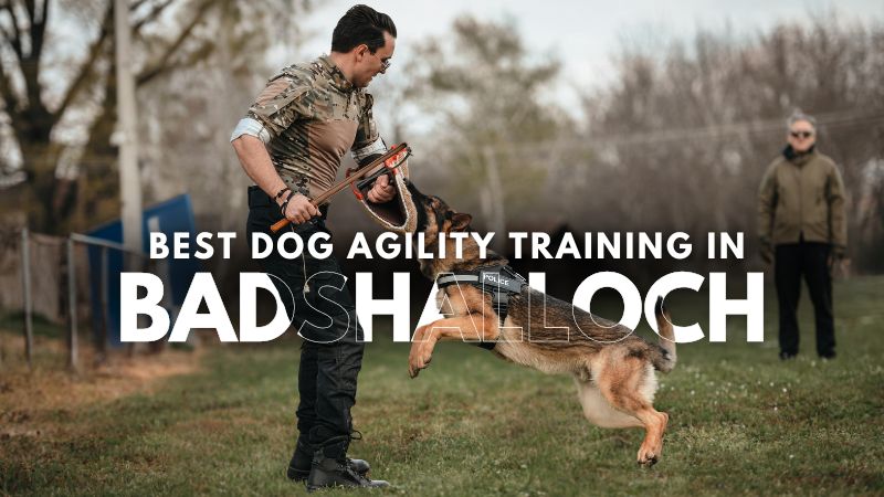 Best Dog Agility Training in Badshalloch