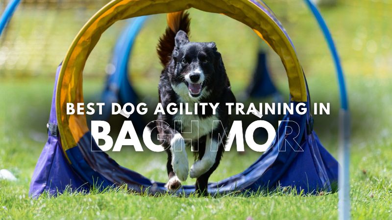 Best Dog Agility Training in Bàgh Mòr