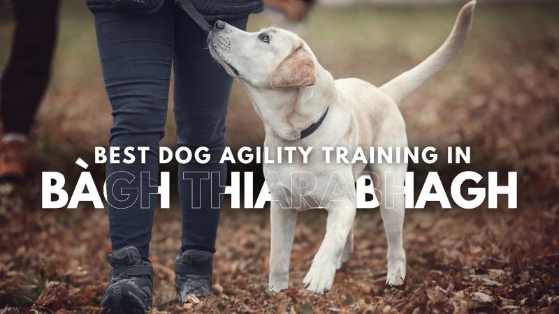 Best Dog Agility Training in Bàgh Thiarabhagh