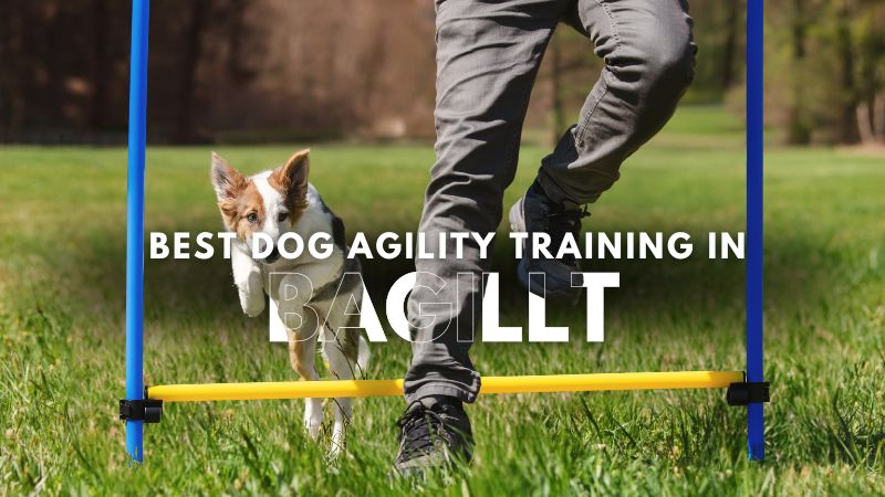 Best Dog Agility Training in Bagillt