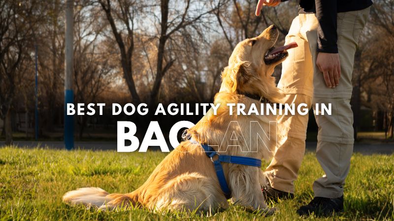 Best Dog Agility Training in Baglan