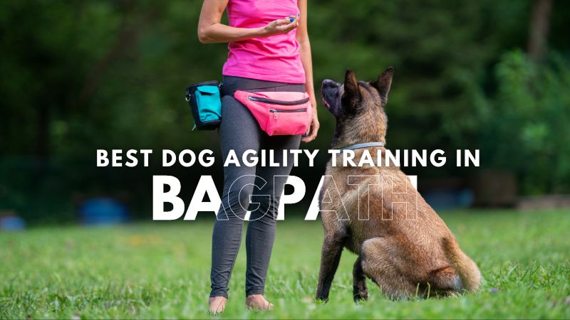 Best Dog Agility Training in Bagpath