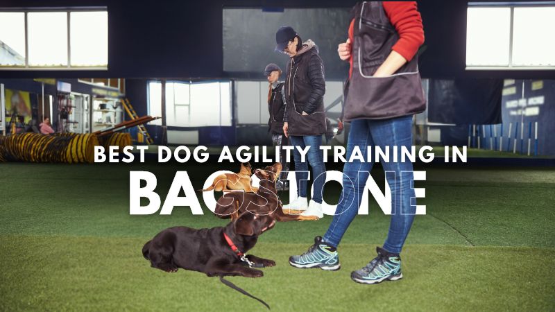 Best Dog Agility Training in Bagstone