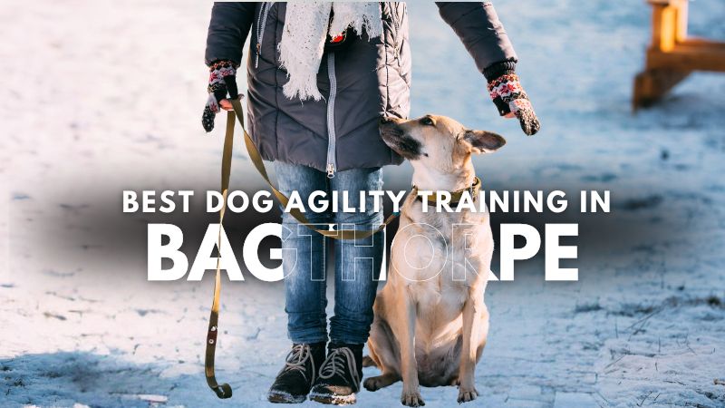 Best Dog Agility Training in Bagthorpe