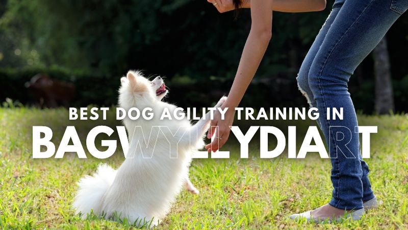 Best Dog Agility Training in Bagwyllydiart