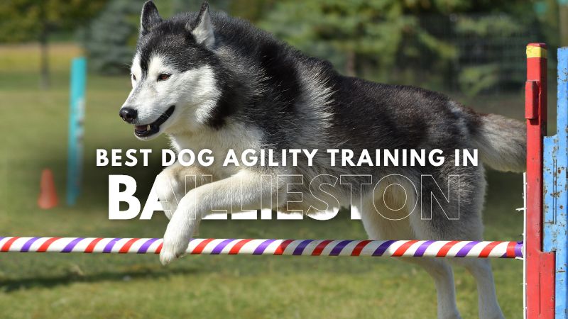 Best Dog Agility Training in Baillieston