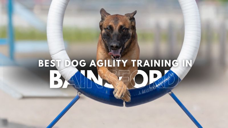 Best Dog Agility Training in Bainsford