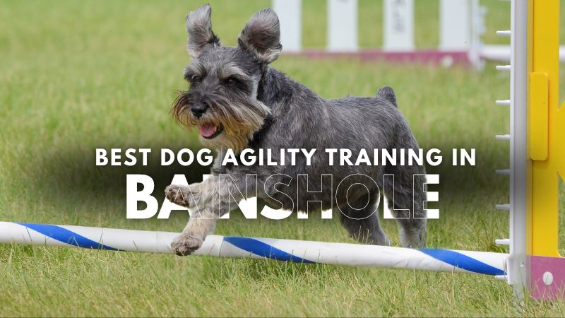 Best Dog Agility Training in Bainshole