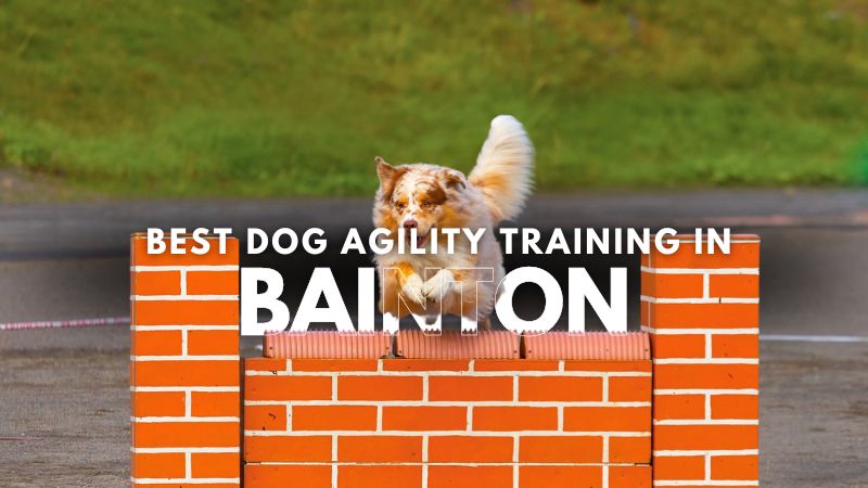 Best Dog Agility Training in Bainton