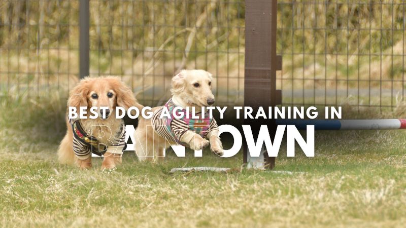 Best Dog Agility Training in Baintown