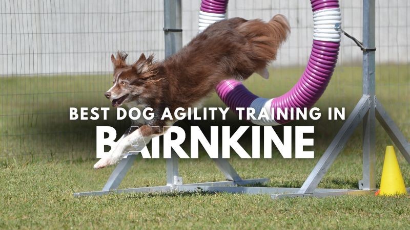 Best Dog Agility Training in Bairnkine