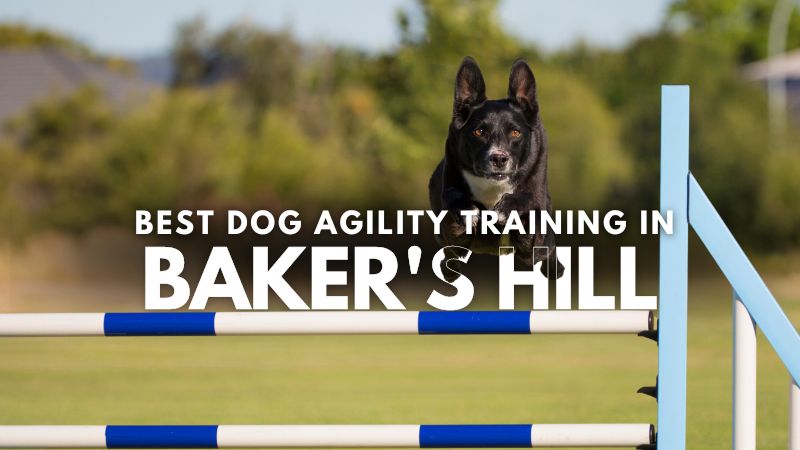 Best Dog Agility Training in Baker's Hill