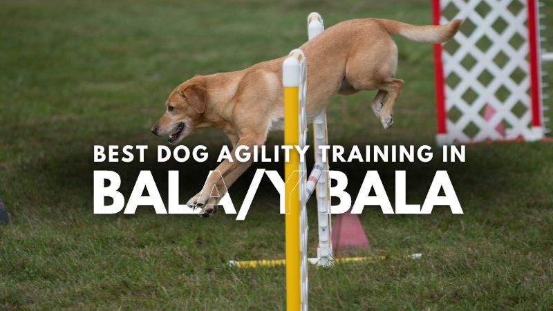 Best Dog Agility Training in Bala_Y Bala