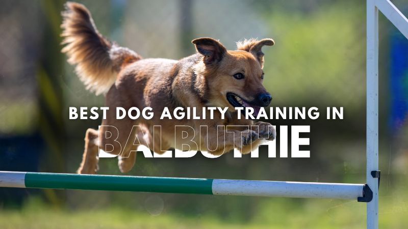 Best Dog Agility Training in Balbuthie