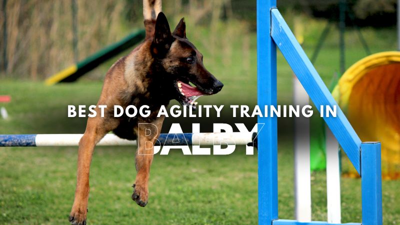 Best Dog Agility Training in Balby